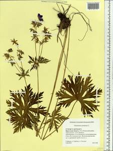 Geranium pratense L., Siberia, Baikal & Transbaikal region (S4) (Russia)