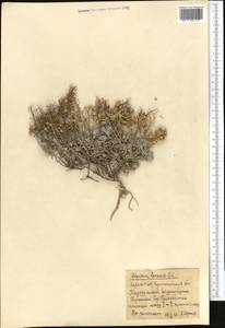 Alyssum lenense Adams, Middle Asia, Northern & Central Kazakhstan (M10) (Kazakhstan)