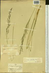 Neotrinia splendens (Trin.) M.Nobis, P.D.Gudkova & A.Nowak, Siberia, Altai & Sayany Mountains (S2) (Russia)