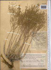 Artemisia terrae-albae Krasch., Middle Asia, Muyunkumy, Balkhash & Betpak-Dala (M9) (Kazakhstan)