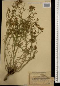 Centaurea virgata subsp. squarrosa (Willd.) Gugler, Caucasus, Armenia (K5) (Armenia)