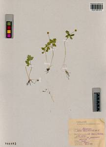 Adoxa moschatellina L., Siberia, Altai & Sayany Mountains (S2) (Russia)