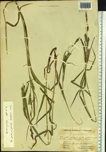 Carex sordida Van Heurck & Müll.Arg., Siberia, Chukotka & Kamchatka (S7) (Russia)