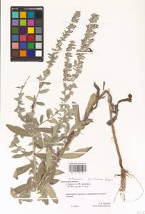 Artemisia ludoviciana Nutt., Eastern Europe, Central region (E4) (Russia)
