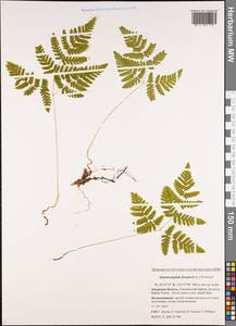 Gymnocarpium dryopteris (L.) Newman, Siberia, Russian Far East (S6) (Russia)