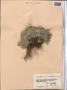 Leontopodium leontopodinum (DC.) Hand.-Mazz., Middle Asia, Pamir & Pamiro-Alai (M2) (Tajikistan)
