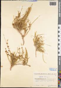 Ephedra distachya L., Eastern Europe, North Ukrainian region (E11) (Ukraine)