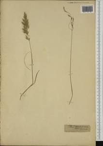 Vulpiella stipoides (L.) Maire, Western Europe (EUR) (Not classified)