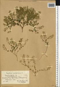 Lepidium perfoliatum L., Eastern Europe, Lower Volga region (E9) (Russia)