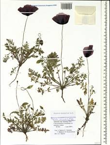 Papaver arenarium M. Bieb., Caucasus, Armenia (K5) (Armenia)