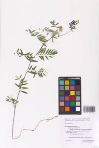 Vicia cracca L., Eastern Europe, Central forest-and-steppe region (E6) (Russia)