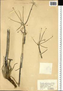 Ferula sibirica Willd., Middle Asia, Muyunkumy, Balkhash & Betpak-Dala (M9) (Kazakhstan)