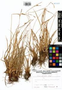 Carex delicata C.B.Clarke, Siberia, Altai & Sayany Mountains (S2) (Russia)