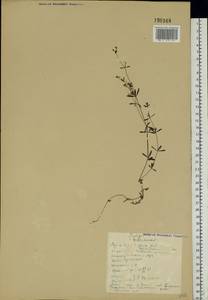 Galium palustre L., Eastern Europe, Northern region (E1) (Russia)