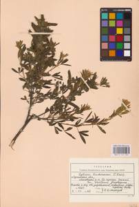 Chamaecytisus lindemannii (Krecz.) Klásk., Eastern Europe, North Ukrainian region (E11) (Ukraine)