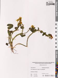 Caltha palustris var. radicans (T.F.Forst.) Beck, Siberia, Chukotka & Kamchatka (S7) (Russia)
