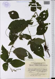 Laportea bulbifera (Siebold & Zucc.) Wedd., Siberia, Russian Far East (S6) (Russia)
