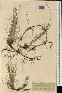 Carex amgunensis F.Schmidt, Mongolia (MONG) (Mongolia)