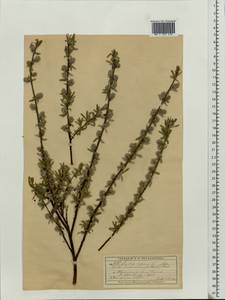 Salix repens L., Eastern Europe, Moscow region (E4a) (Russia)