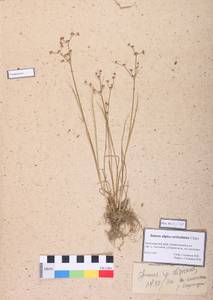 Juncus alpinoarticulatus Chaix, Siberia, Altai & Sayany Mountains (S2) (Russia)
