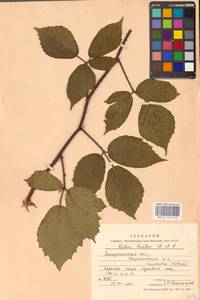 Rubus hirtus Waldst. & Kit., Eastern Europe, West Ukrainian region (E13) (Ukraine)