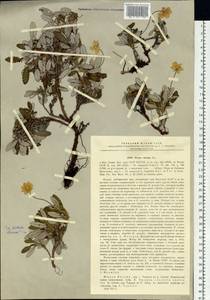 Dryas octopetala subsp. viscosa (Juz.) Hultén, Siberia, Yakutia (S5) (Russia)