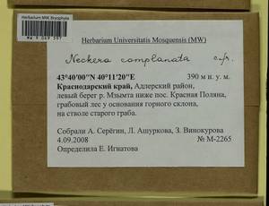 Alleniella complanata (Hedw.) S. Olsson, Enroth & D. Quandt, Bryophytes, Bryophytes - North Caucasus & Ciscaucasia (B12) (Russia)