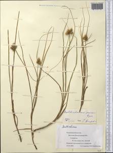 Bolboschoenus maritimus subsp. affinis (Roth) T.Koyama, Middle Asia, Muyunkumy, Balkhash & Betpak-Dala (M9) (Kazakhstan)