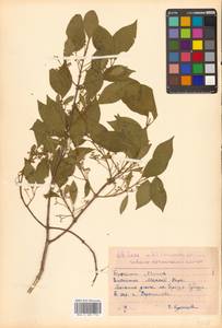 Euonymus maackii Rupr., Siberia, Russian Far East (S6) (Russia)