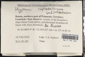 Hypnum cupressiforme Hedw., Bryophytes, Bryophytes - Russian Far East (excl. Chukotka & Kamchatka) (B20) (Russia)