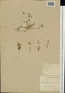Spergularia rubra (L.) J. Presl & C. Presl, Eastern Europe, North-Western region (E2) (Russia)