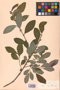 Salix cinerea L., Eastern Europe (no precise locality) (E0) (Not classified)