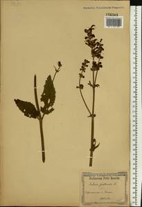 Salvia pratensis L., Eastern Europe, South Ukrainian region (E12) (Ukraine)