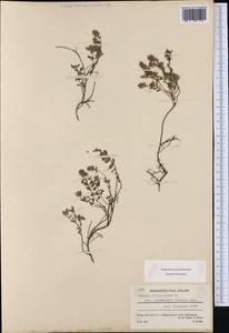 Thymus pulegioides subsp. pulegioides, Western Europe (EUR) (France)