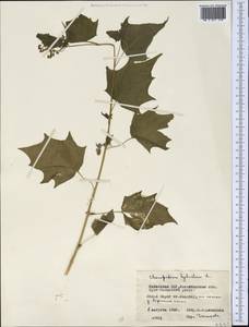 Chenopodiastrum hybridum (L.) S.Fuentes, Uotila & Borsch, Middle Asia, Northern & Central Kazakhstan (M10) (Kazakhstan)