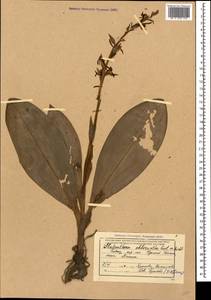 Platanthera chlorantha (Custer) Rchb., Caucasus, Krasnodar Krai & Adygea (K1a) (Russia)