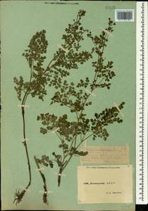 Thalictrum foetidum L., Caucasus, Dagestan (K2) (Russia)