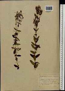 Hypericum hirsutum L., Eastern Europe, Middle Volga region (E8) (Russia)