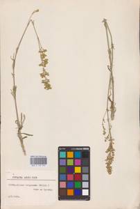 Silene wolgensis (Hornem.) Otth, Eastern Europe, Lower Volga region (E9) (Russia)