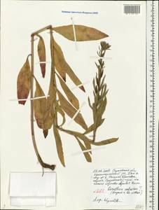Oenothera oakesiana (A. Gray) S. Watson, Eastern Europe, Lower Volga region (E9) (Russia)