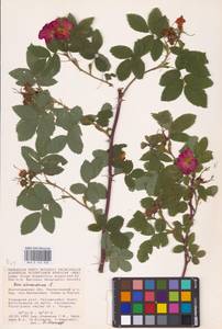 Rosa majalis Herrm., Eastern Europe, Lower Volga region (E9) (Russia)