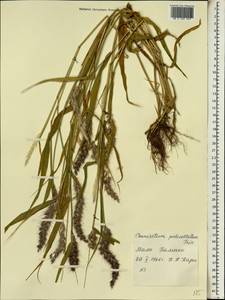 Pennisetum pedicellatum Trin., Africa (AFR) (Mali)