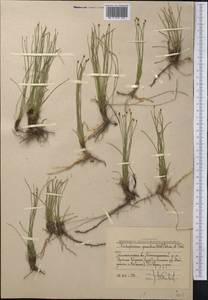 Trichophorum pumilum (Vahl) Schinz & Thell., Middle Asia, Western Tian Shan & Karatau (M3) (Uzbekistan)