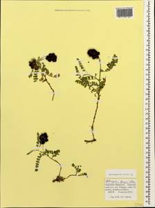 Astragalus cicer L., Caucasus, Stavropol Krai, Karachay-Cherkessia & Kabardino-Balkaria (K1b) (Russia)