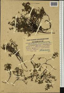 Kalmia procumbens (L.) Gift, Kron & P. F. Stevens, Siberia, Russian Far East (S6) (Russia)