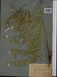 Sophora alopecuroides L., Middle Asia, Northern & Central Tian Shan (M4) (Kazakhstan)