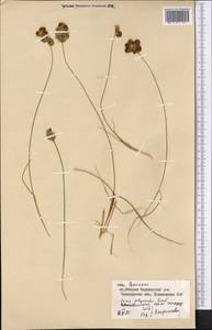 Carex physodes M.Bieb., Middle Asia, Karakum (M6) (Turkmenistan)