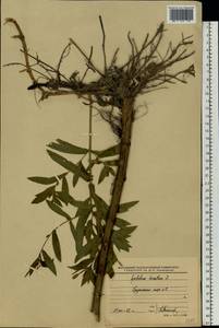 Epilobium hirsutum L., Eastern Europe, Western region (E3) (Russia)