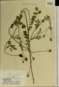 Poterium sanguisorba, Eastern Europe, Central region (E4) (Russia)