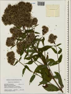 Eupatorium cannabinum L., Crimea (KRYM) (Russia)